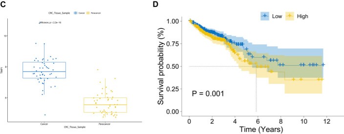 Diagnostic and prognostic value analysis of TIMP1 in TCGA dataset.jpg